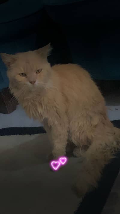 Persian cat 1.5 years age