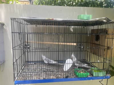 Cocktails/australian