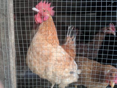 Hens for sale