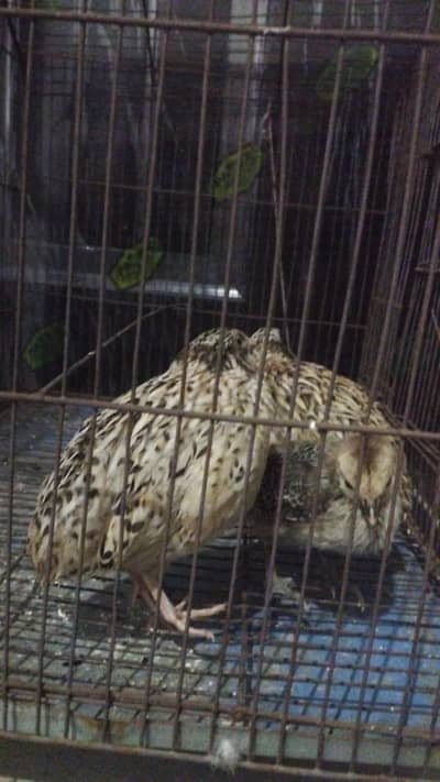 2 Female quail and 1 chick Healthy and active for sale