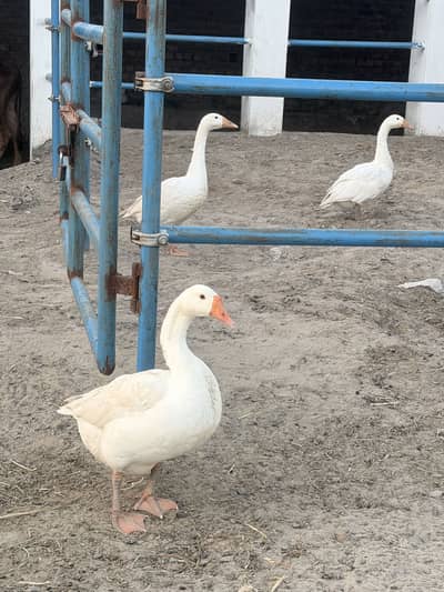 8 Ducks For Sale 4 big and 4 small