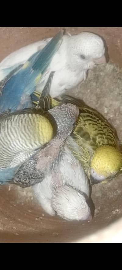 Chicks of Budgies (Australian) Parrots 0322-5296432