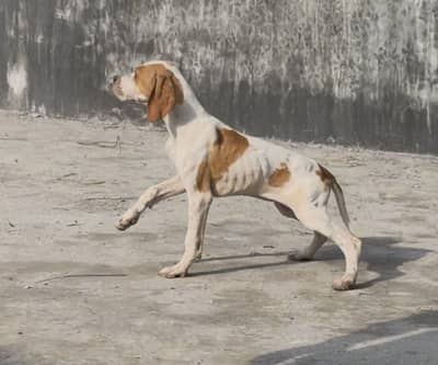 English pointer female