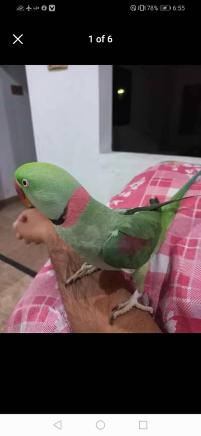 raw parrot male