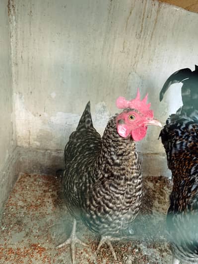 hen ,chick ,murgi,