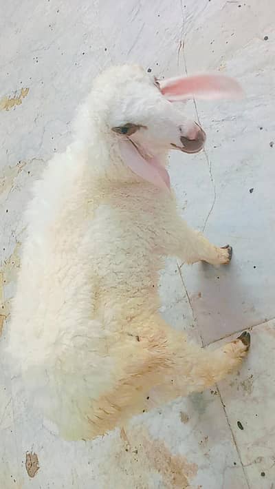 Dumba Ready To Qurbani 2026 Age 5 months