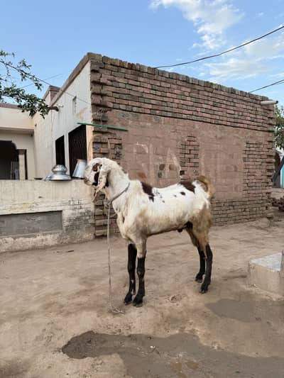 Bakra for sell /بکرا