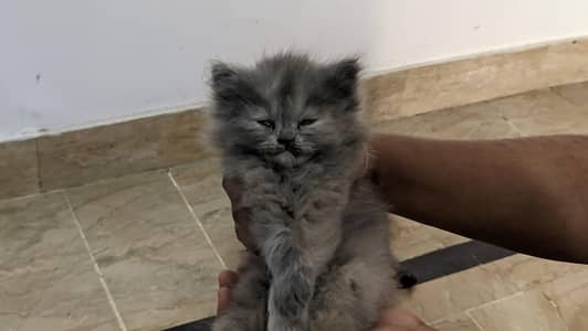 Persian cats third layer quote