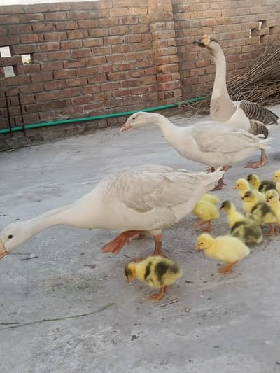 Ducks  for sale pair 2 mada aik nar 18 kids