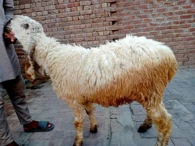 best kajla sale for qurbani