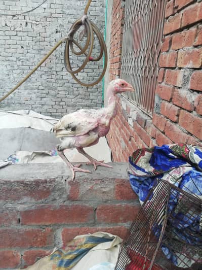 Aseel chicks pair for sale