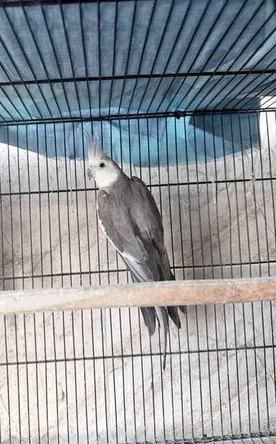 Charcoal cocktail breeder male for sell