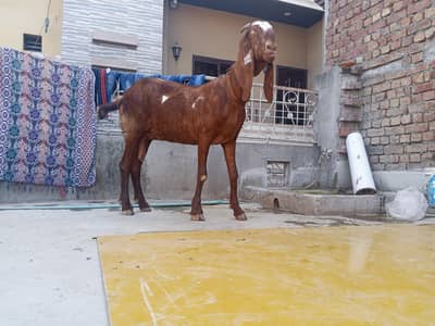 mashallah pure nagri big size 40 Hite