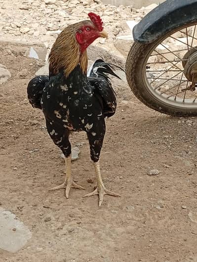 aseel mianwali Sindhi cross murghy