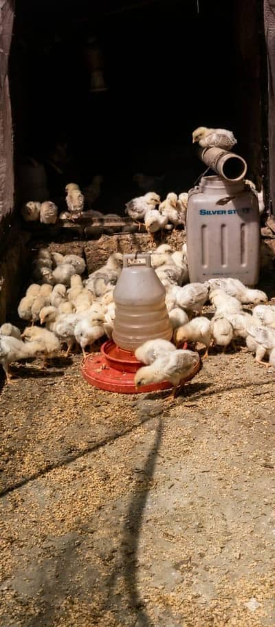 hens/ dandarawi hens | fancy hens | dandarawi chicken/Henson a