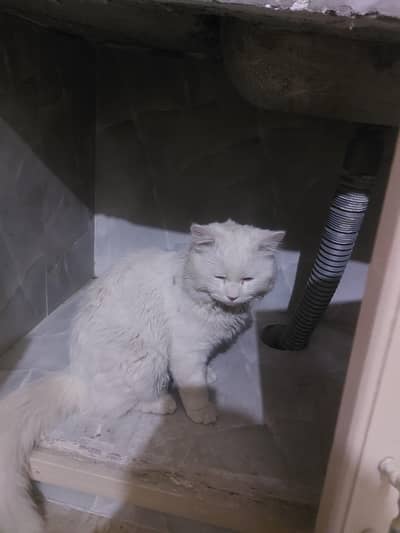 Russian cat for sale