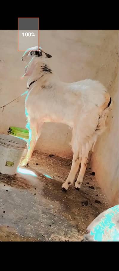 bakra for sale full size bakra baredar bakra