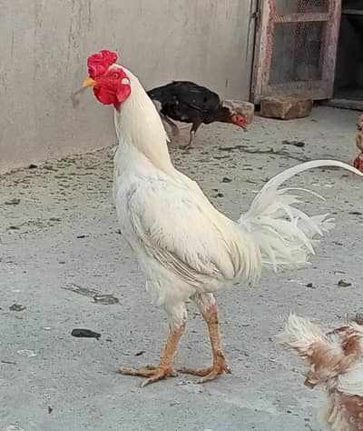 Cross Breed murgha for sale