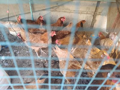 Egg Laying Hens