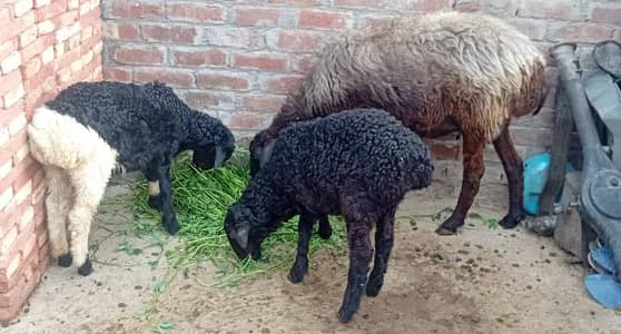 Female Dumbi sheep with 2.5 months kids male and female