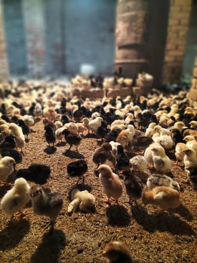 CHOTA CHOZA 10 DIN KA