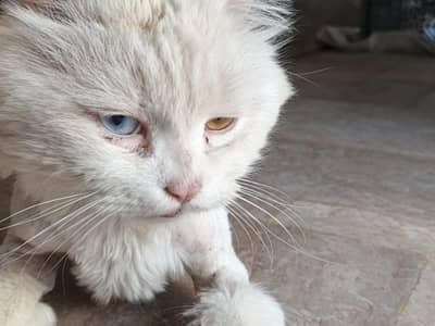 Tripple coted adult male for sale.