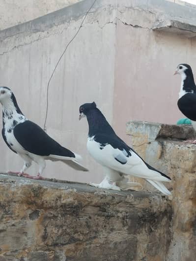 Black chap kabutar  for sale