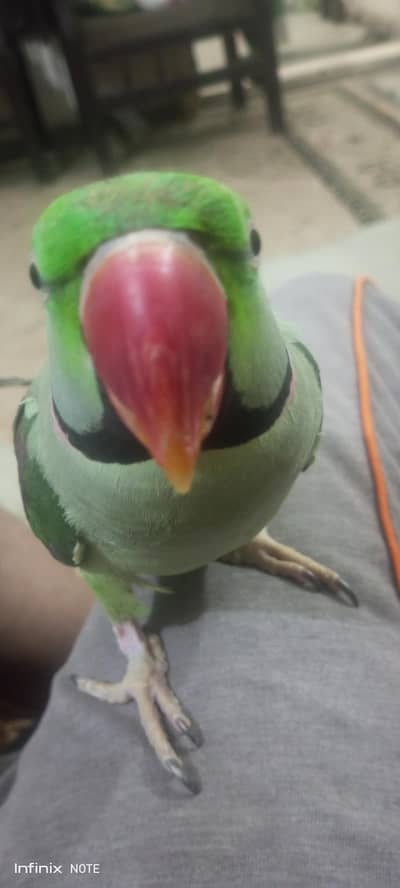 Raw Parrot for sale in jambo size