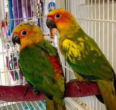 SunConure Pathay sell.