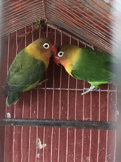 Budgies and fisher love birds for sale