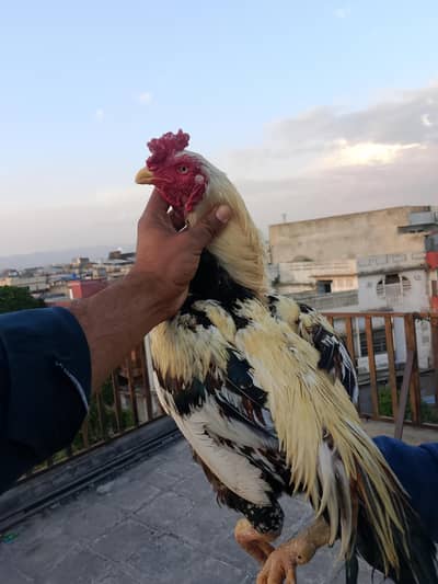 Mianwali Aseel Available full guaranteed cheez tapnii not 