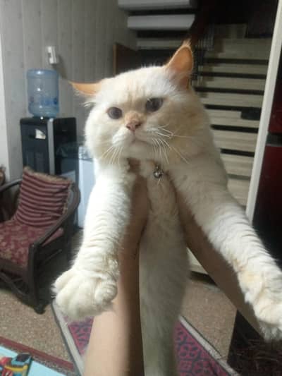 Female cat on urgent sale