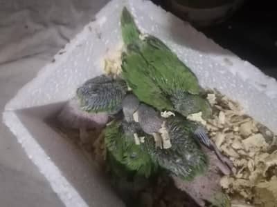 i want to sale my green ringnack chicks