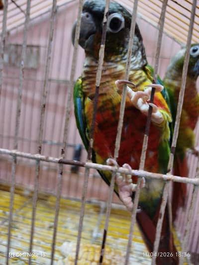 green chick yellow sided conure