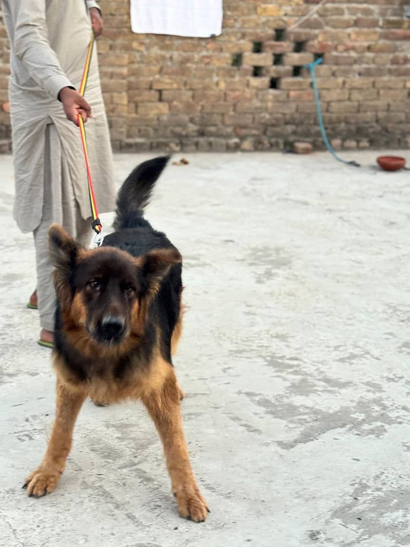german shepherd 3