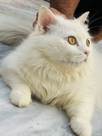 White persian male long hairs yellow shiny eyes