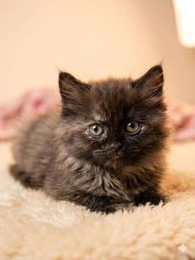 Tortoiseshell Persian kitten.