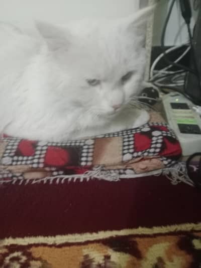 male Persian cat for sale