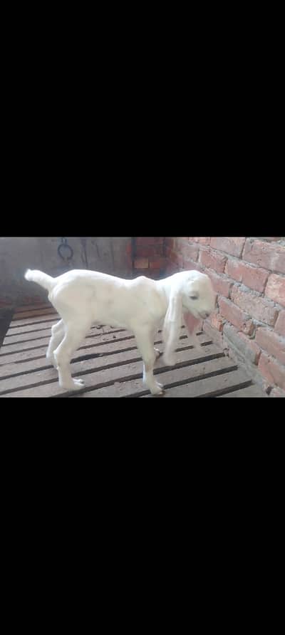 Kheeri path with Female kid