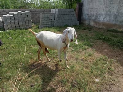 Cross bakri sath 3 bachy out class