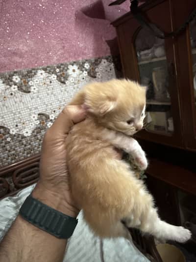 20 days old cats kids male and female