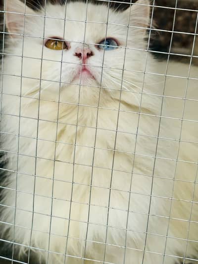 White Persian female for sale oad eyes