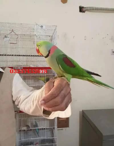 Kashmiri raw parrot for sale
