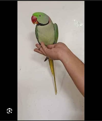 need cash urgent price final mian Mithu bolta hai face to face bolta