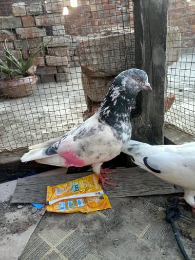 pigeon from sale
