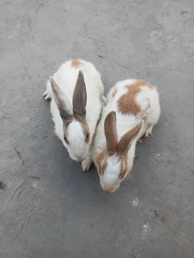 rabbits