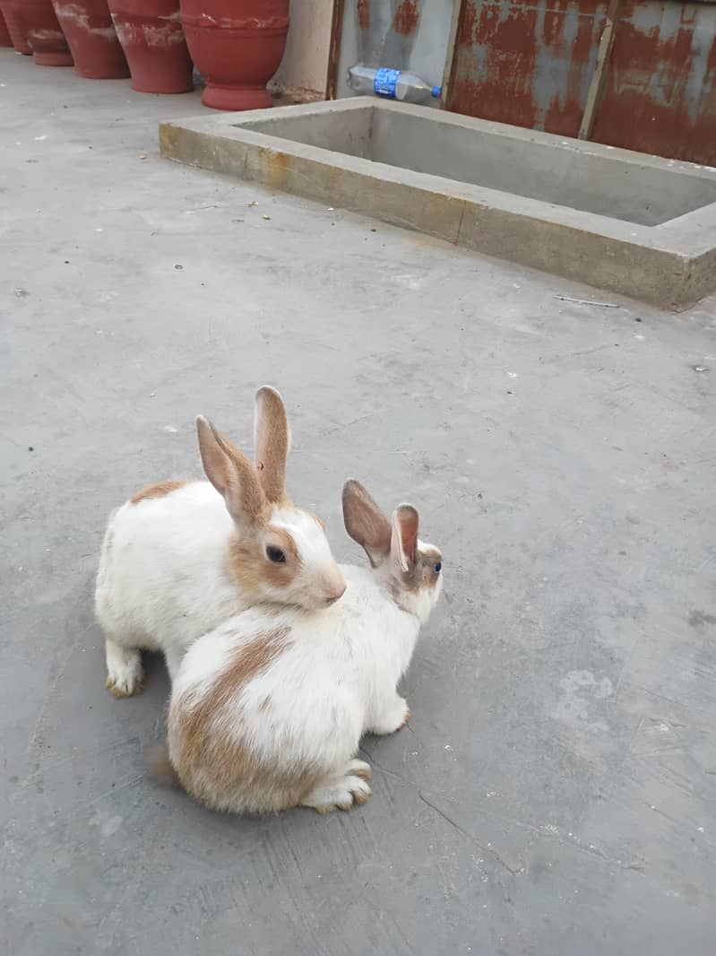 rabbits 1