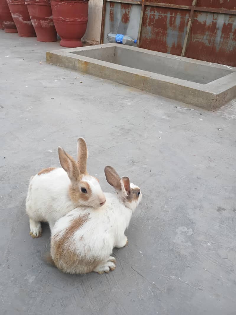 rabbits 2