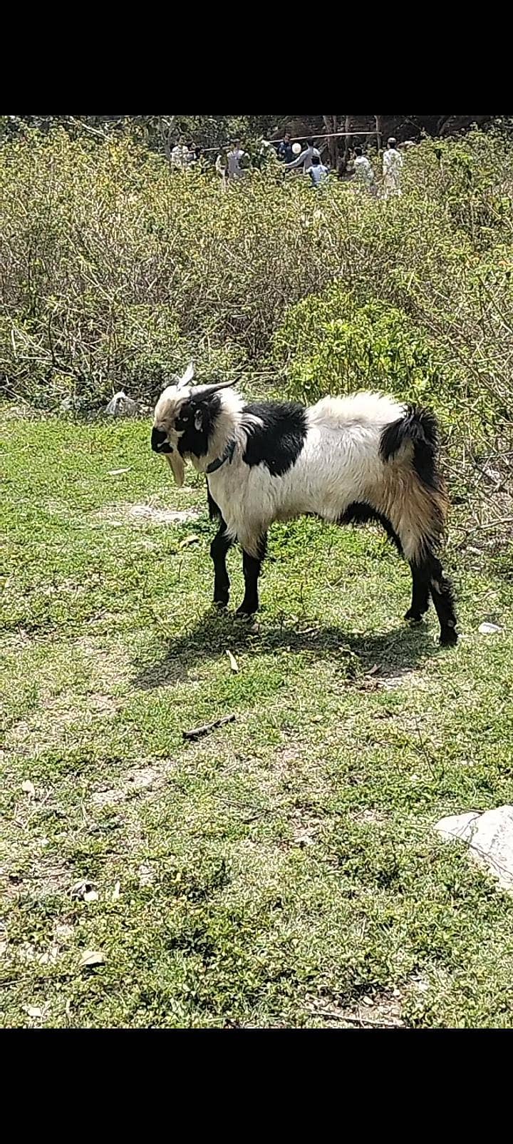 ​ قربانی 2026 کے لیے شاندار بکرا برائے فروخت  0