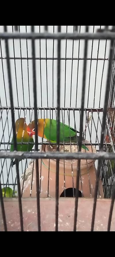 5 pair  fisher/lovebirds with eggs and cage